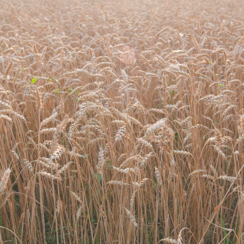 Golden wheat field glowing in the summer sun, symbolising natural agriculture, UK harvest season, and sustainable food production.