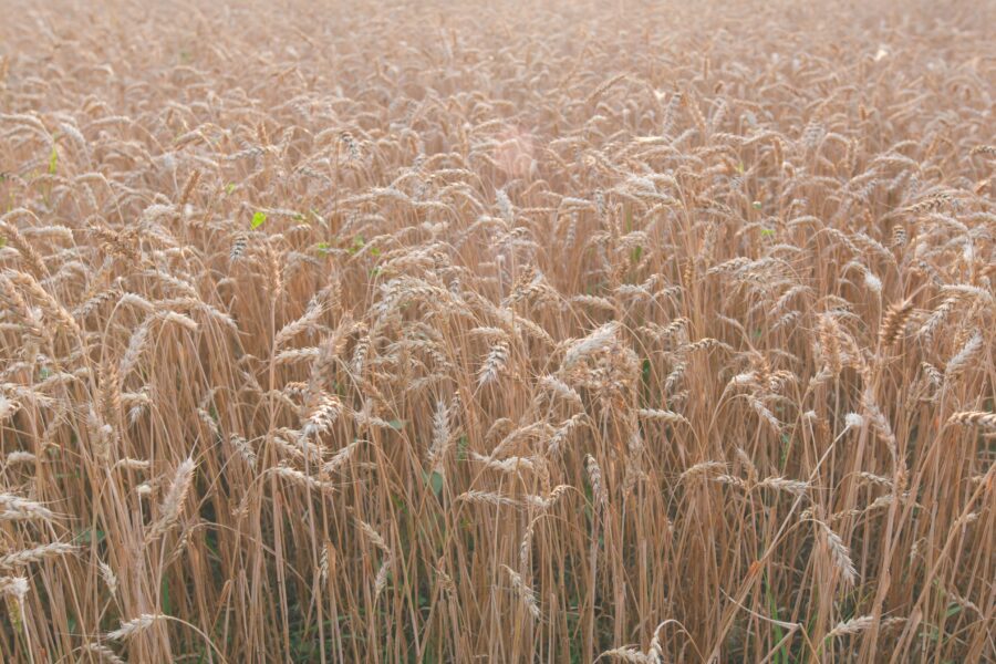 Golden wheat field glowing in the summer sun, symbolising natural agriculture, UK harvest season, and sustainable food production.