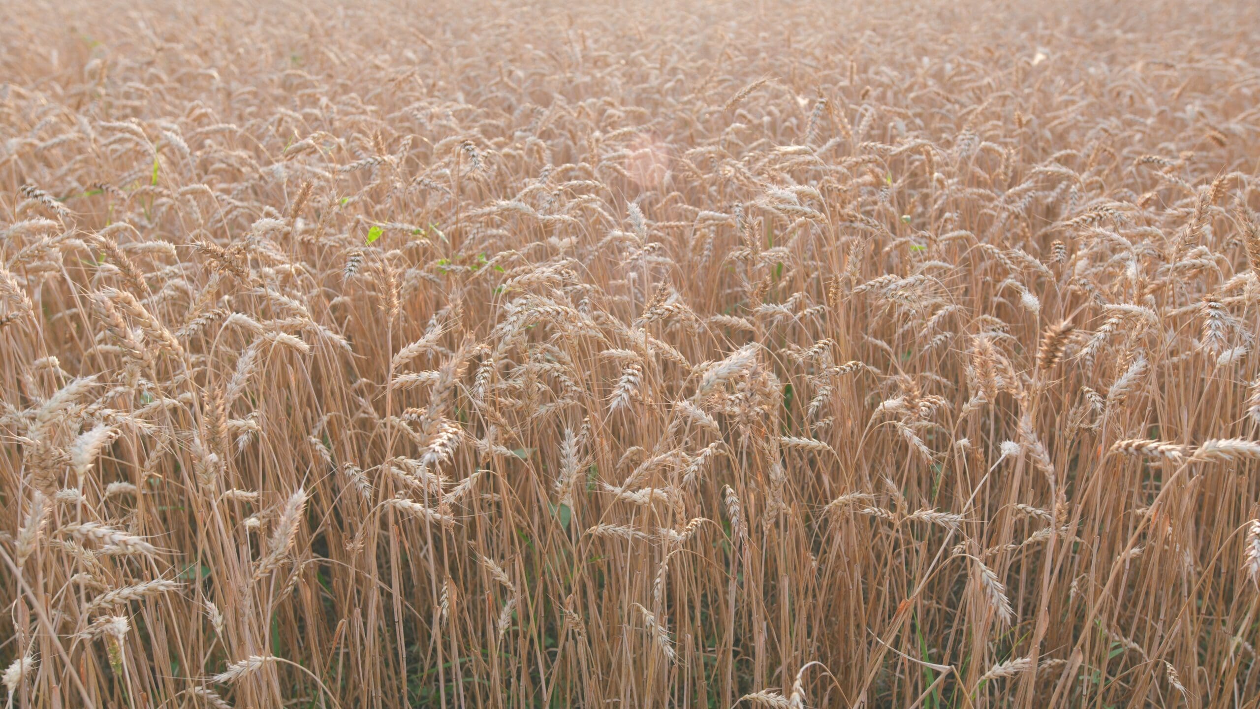 Sustainability Importance in UK Baking Industry